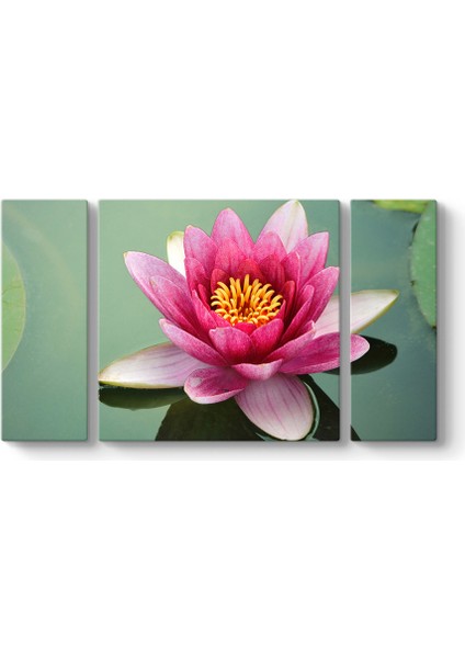 Suda Nilüfer Tablosu