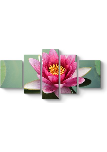 Suda Nilüfer Tablosu