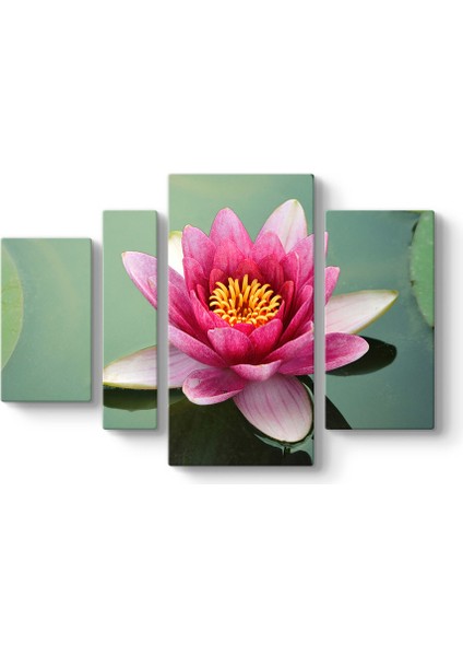 Suda Nilüfer Tablosu