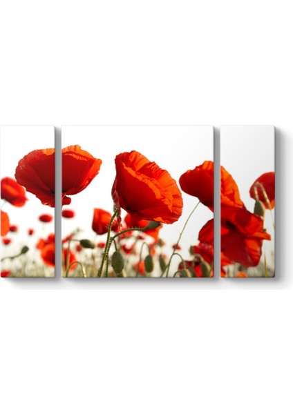 Bahçede Gelincikler Tablosu