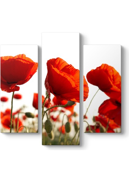 Bahçede Gelincikler Tablosu