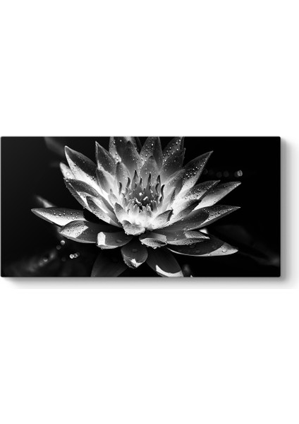 Siyah Beyaz Lotus Çiçeği Tablosu