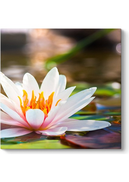 Sudaki Lotus Tablosu