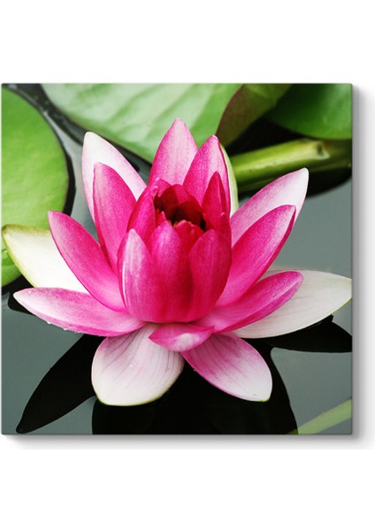 Nilüfer Art Tablosu