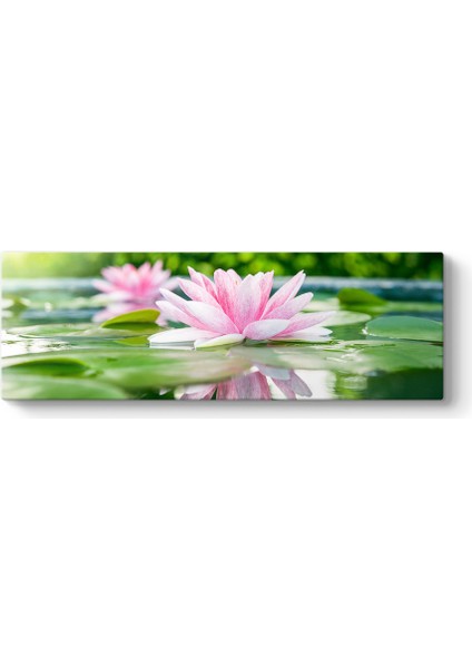 Soft Nilüfer Çiçekleri Panorama Tablo