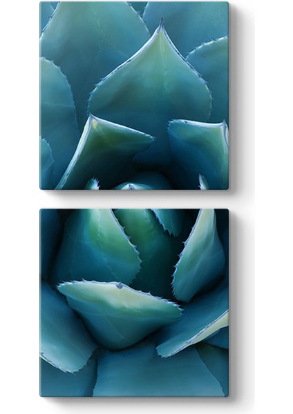Aloe Vera Kaktüs Kanvas Tablo