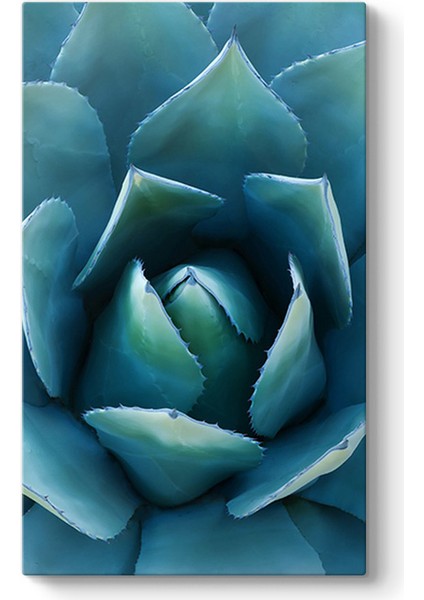 Aloe Vera Kaktüs Kanvas Tablo