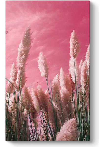 Pembe Zeminli Pampas Tablosu