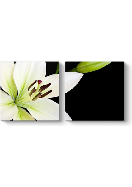 Zambak Tomurcuk Tablosu