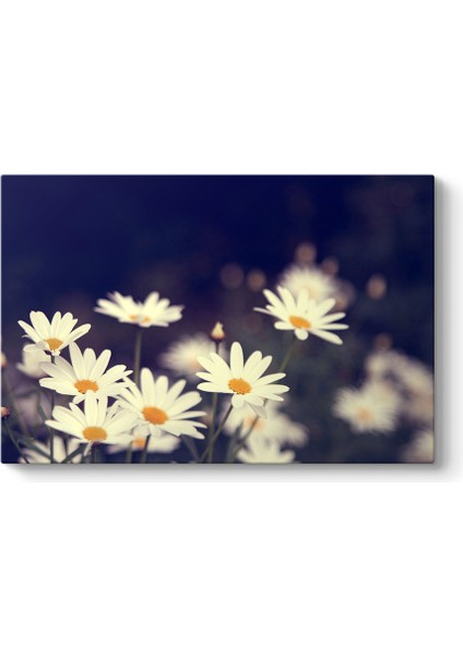 Papatya Tarlası Tablosu