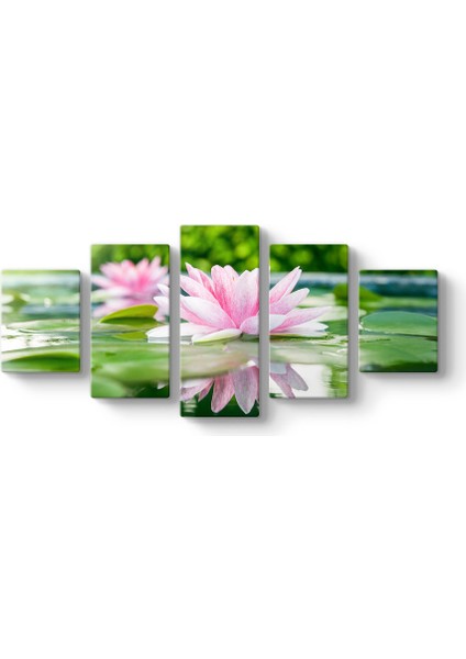 Soft Nilüfer Çiçekleri Panorama Tablo