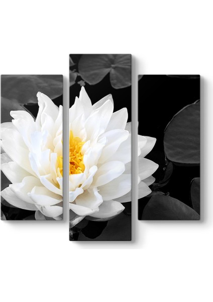 Lotus Güzelliği Tablosu