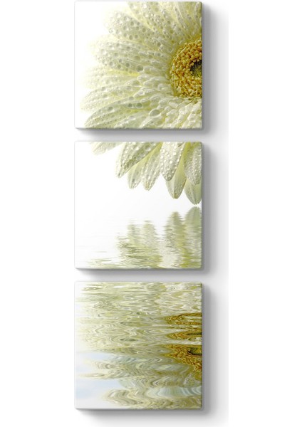 Gerbera Yansıması Tablosu