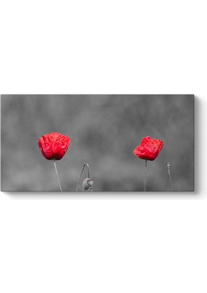 Kırmızı Gelincik Tablosu