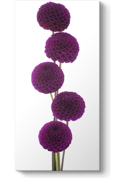 Mor Krizantem Çiçekleri Tablosu