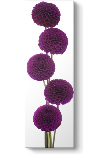 Mor Krizantem Çiçekleri Tablosu