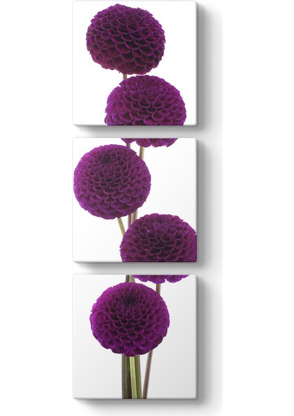 Mor Krizantem Çiçekleri Tablosu