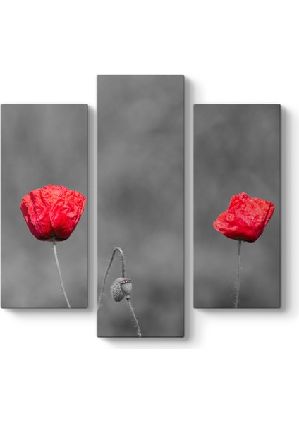 Kırmızı Gelincik Tablosu