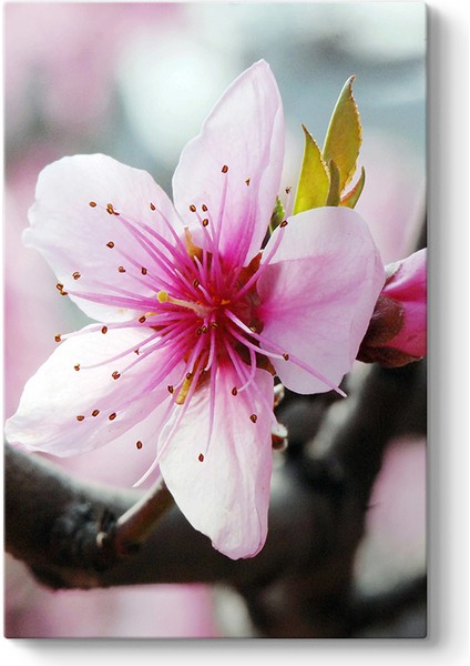 Baharda Kiraz Çiçeği Tablosu