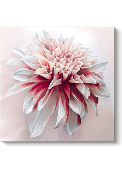 Vektörel Yıldız Çiçeği Tablosu