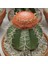 Tacirdepoticaret Şapkalı Melocactus Matanzanus Kafalı Kaktüs Tohumu (20 Tohum) 1