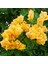 Tacirdepoticaret Sarı Begonvil (Bougainvillea) Tohumu -5 Adet 1
