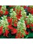 Tacirdepoticaret Salvia Splendensı Ateş Çiçeği Tohumu -25 Tohum 1