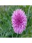 Pembe Peygamber (Centaurea) Çiçeği Tohumu -50 Adet 1