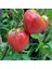 Tacirdepoticaret Aromalı Oxhearth Domates Tohumu -20 Tohum 1