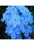 Tacirdepoticaret Blue (Jasmine) Yasemin Tohumu -5 Adet 1