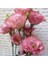 Tacirdepoticaret Katmerli Papillon Pink Blush Lisianthus Çiçeği Tohumu(5 Tohum) 1