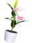 Açık Güneş Bahçe Pembe Zambak Çiçek Işıkları Dekoratif Bahçe Yard Işıkları 2-Led Pembe Lily (Yurt Dışından) 1