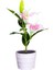 Açık Güneş Bahçe Pembe Zambak Çiçek Işıkları Dekoratif Bahçe Yard Işıkları 2-Led Pembe Lily (Yurt Dışından) 4