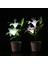 Açık Güneş Bahçe Pembe Zambak Çiçek Işıkları Dekoratif Bahçe Yard Işıkları 2-Led Pembe Lily (Yurt Dışından) 5