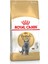 British Shorthair Adult Kuru Kedi Maması 2 1