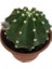 Ithal Büyük Boy Echinopsis Subdenudata (17 cm Lik Saksıda) 1
