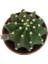 Ithal Büyük Boy Echinopsis Subdenudata (17 cm Lik Saksıda) 2