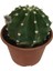 Ithal Büyük Boy Echinopsis Subdenudata (17 cm Lik Saksıda) 3