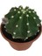 Ithal Büyük Boy Echinopsis Subdenudata (17 cm Lik Saksıda) 4