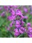 Lila Penstemon Sakallı Dil Çiçeği Tohumu -50 Tohum 1