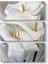 Georgia Okeeffe - Flower Tablosu 1