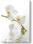 Orkide Çiçeği Tablosu 1