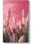 Pembe Zeminli Pampas Tablosu 1