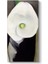 Georgia Okeeffe - Calla Lily For Alfred Tablosu 1