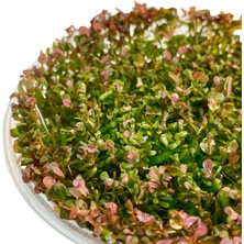 Sakura In Vitro Rotala Vietnam H'ra 200 cc