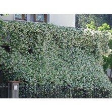 Tüplü, Mis Kokulu Arap Yasemini Rhyncospermum Jasminoides Türü, 40-50 Cm. Boyunda