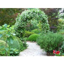 Tüplü, Mis Kokulu Arap Yasemini Rhyncospermum Jasminoides Türü, 40-50 Cm. Boyunda