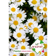 Arzuman Papatya (Anthemis  Nobilis L.) Çiçek Tohumu 100 Adet