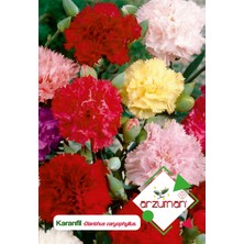 Arzuman Karanfil (Dianthus Caryophyllus) Çiçek Tohumu 100 Adet