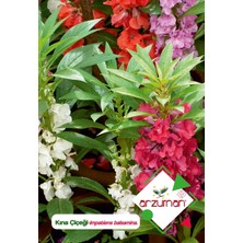 Arzuman Kına (Impatiens Balsamina) Çiçek Tohumu 30 Adet